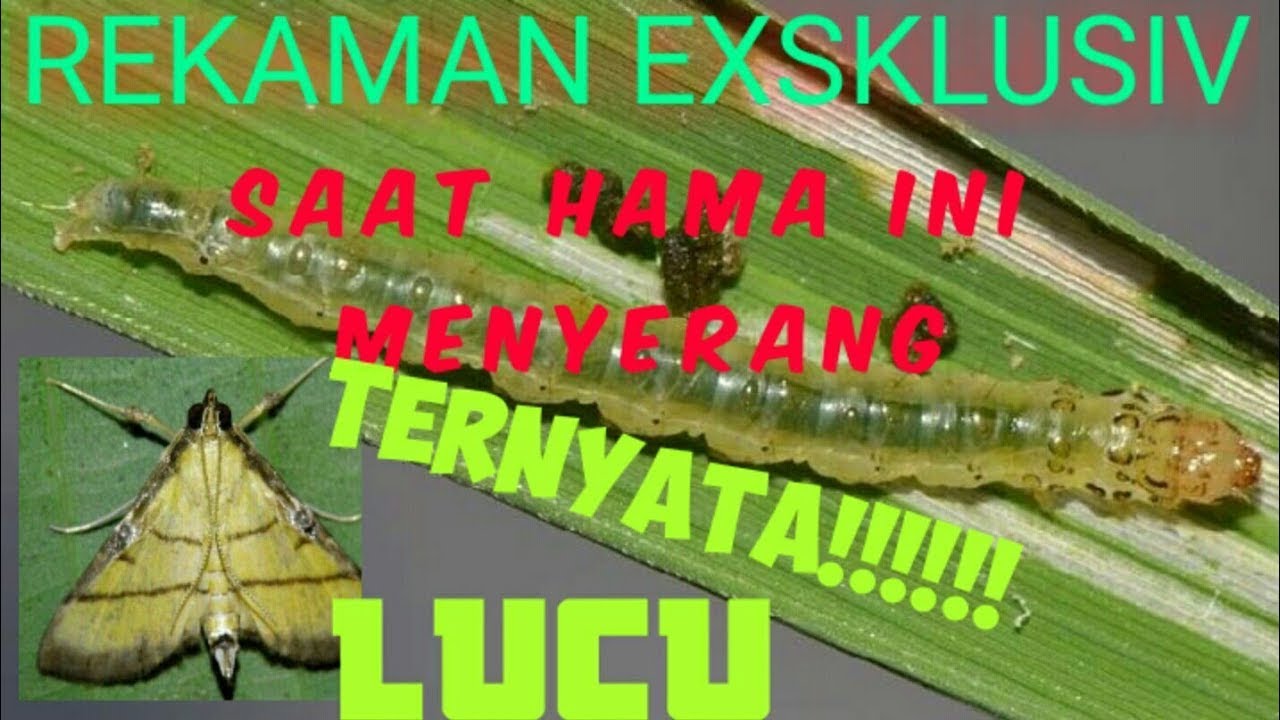 UNIK! INILAH WUJUD ULAT PENGGULUNG DAUN PADI, LIHAT PROSESNYA