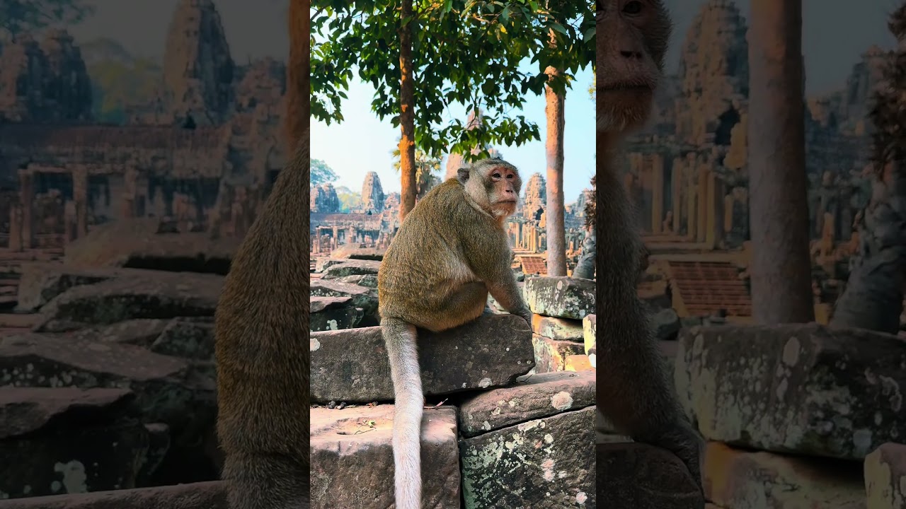 Monkeys family at Bayon temples, Professional Expeditions, Expert Guided Tours