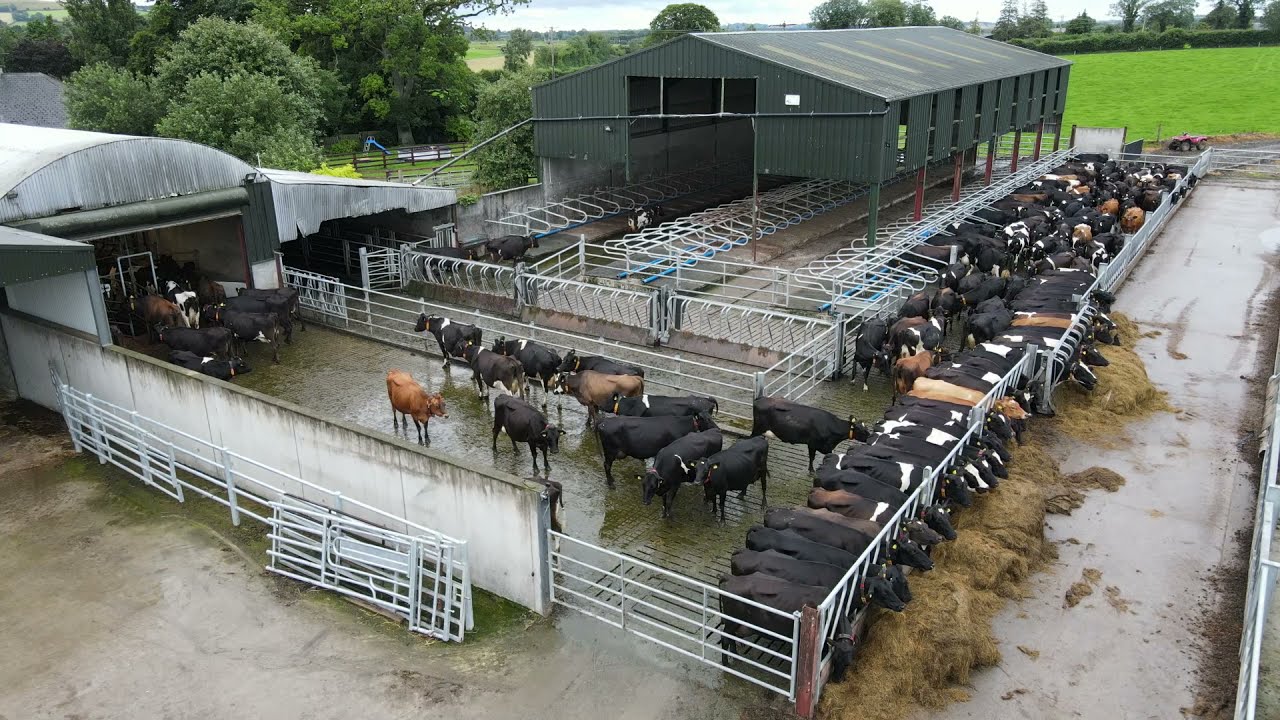 Доильный зал с последовательным отводом и тепловые ошейники | Pearson Milking Technology