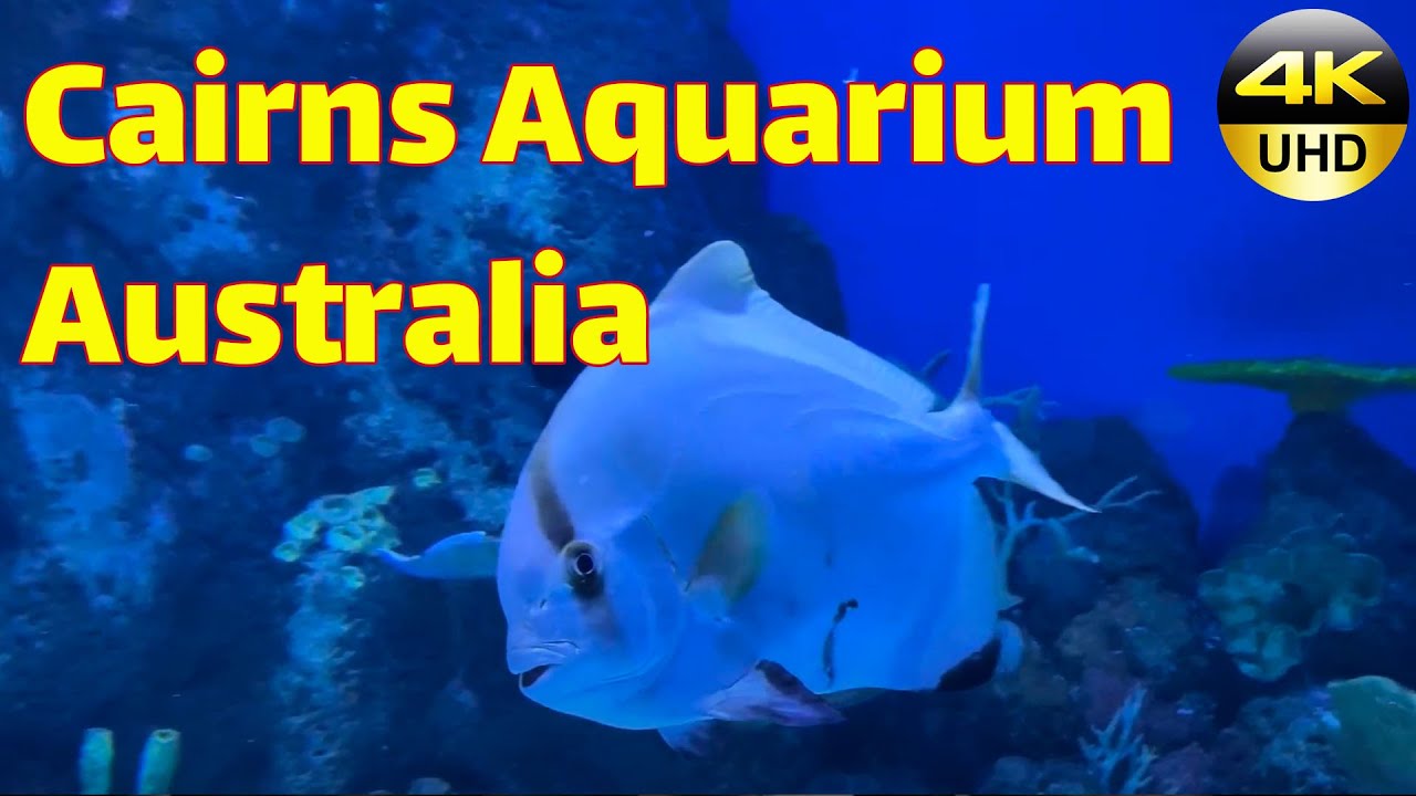 Cairns Aquarium Episode 5 | Relaxing Sea life | Sydney Walking Tour