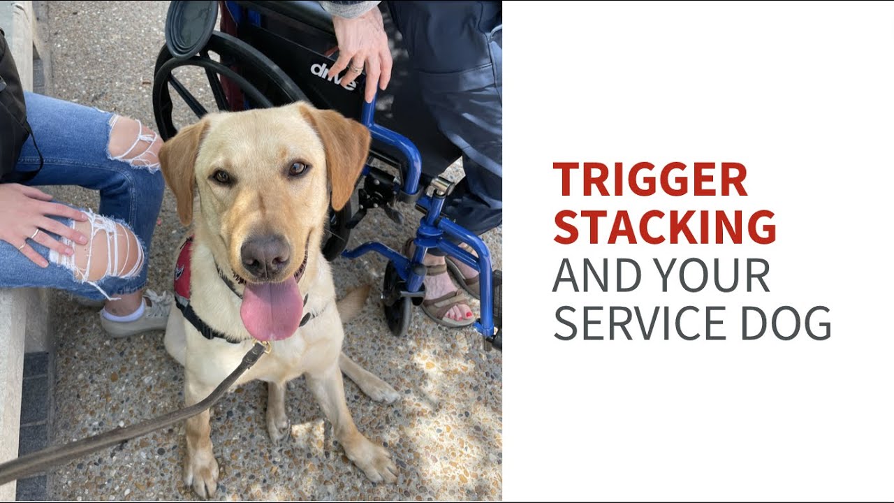 Trigger stacking and service dog training