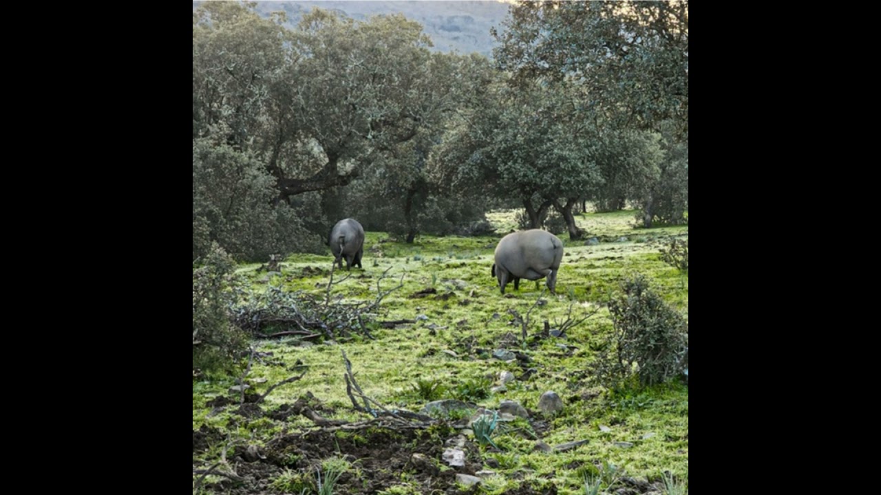 Índice Nacional de porcino ibérico de la semana 4 de 2026