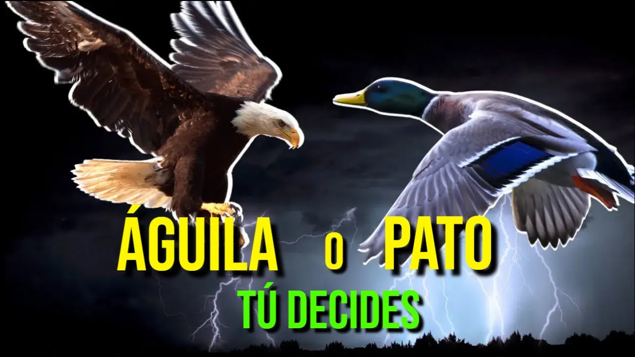 🦅🦅&iquest;&Aacute;GUILA o PATO? 🦆🦆| REFLEXI&Oacute;N que CAMBIARA tu VIDA - ALCANZA TUS SUE&Ntilde;OS - ACTITUD DE &Aacute;GUILA