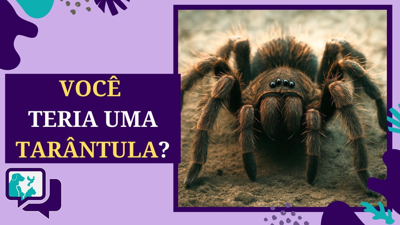 Tarântula de Estimação: Cuidados, Curiosidades e Verdades