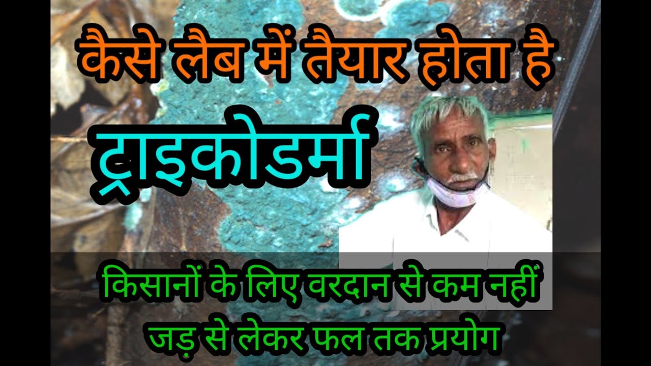 #trichoderma# lab मैं कैसे तैयार होता है innovative किसान ने तैयार किया घर की लैब में