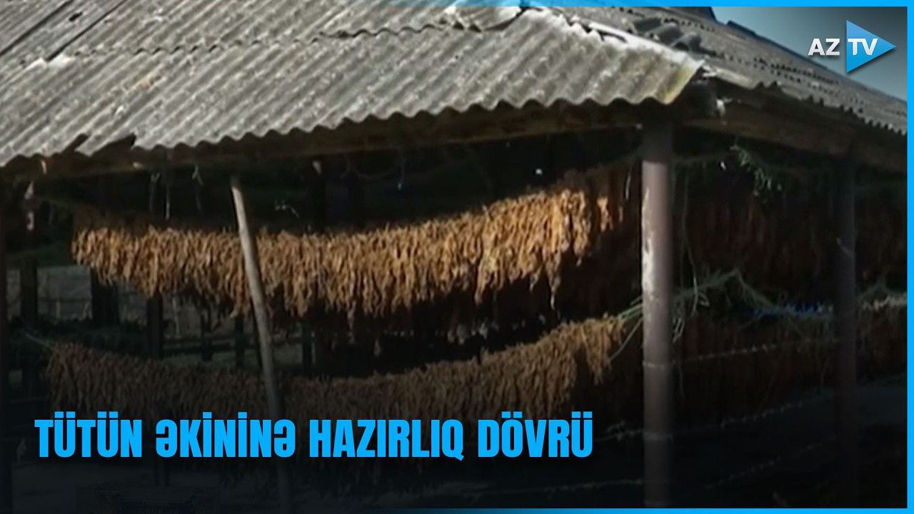 Fermerlərin tütünə marağı necədir? - Birbaşa bağlantı