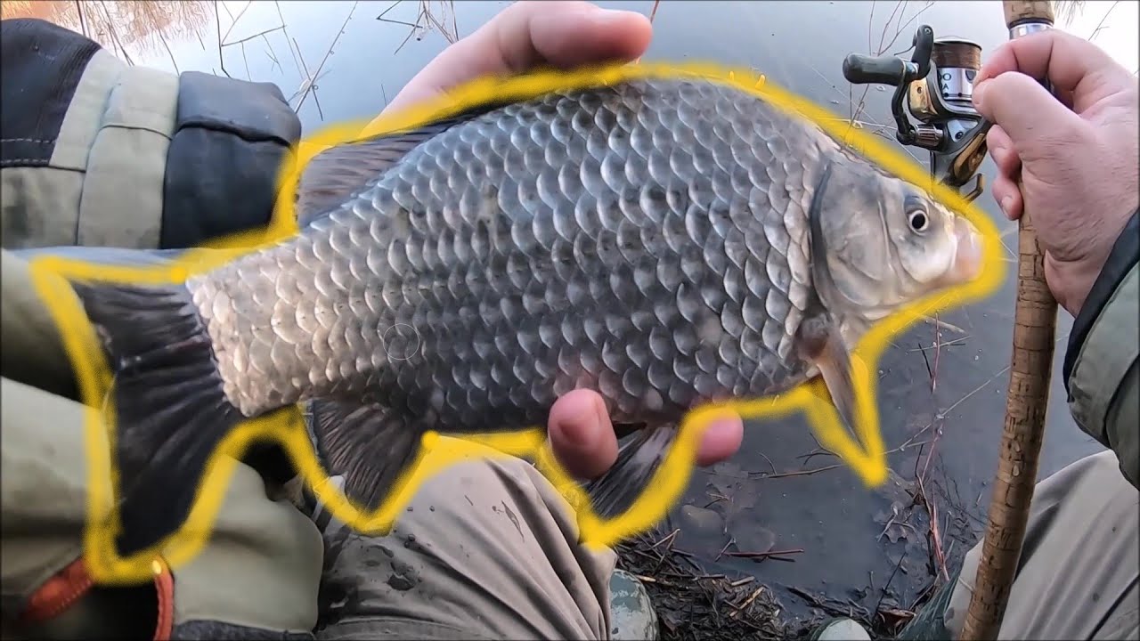 🔴RYBAŘENÍ - LOV RYB NA PLAVANOU A PICKER, ZAHÁJENÍ NA STOJÁKU