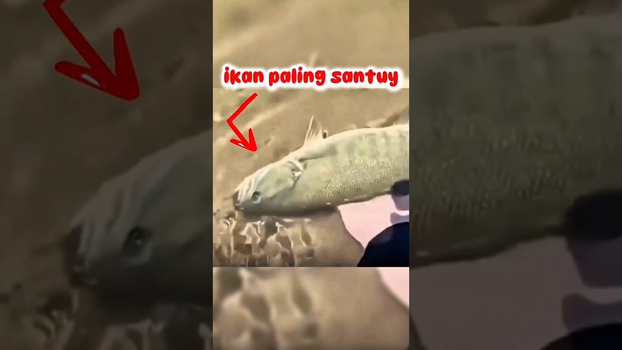 ikan ini terlalu santai hingga ini yang terjadi.. #ikan #mancing #thr #lebaran