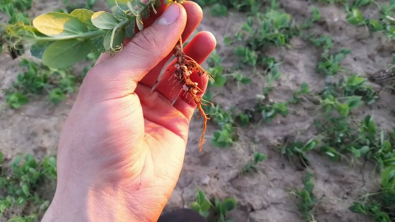 Groch zimujący - czy coś z niego będzie? Wrażliwość roślin na stanowisko - Przegląd plantacji #20