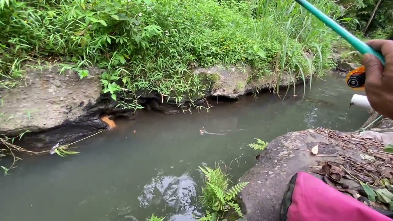 Microfishing panen nol nil