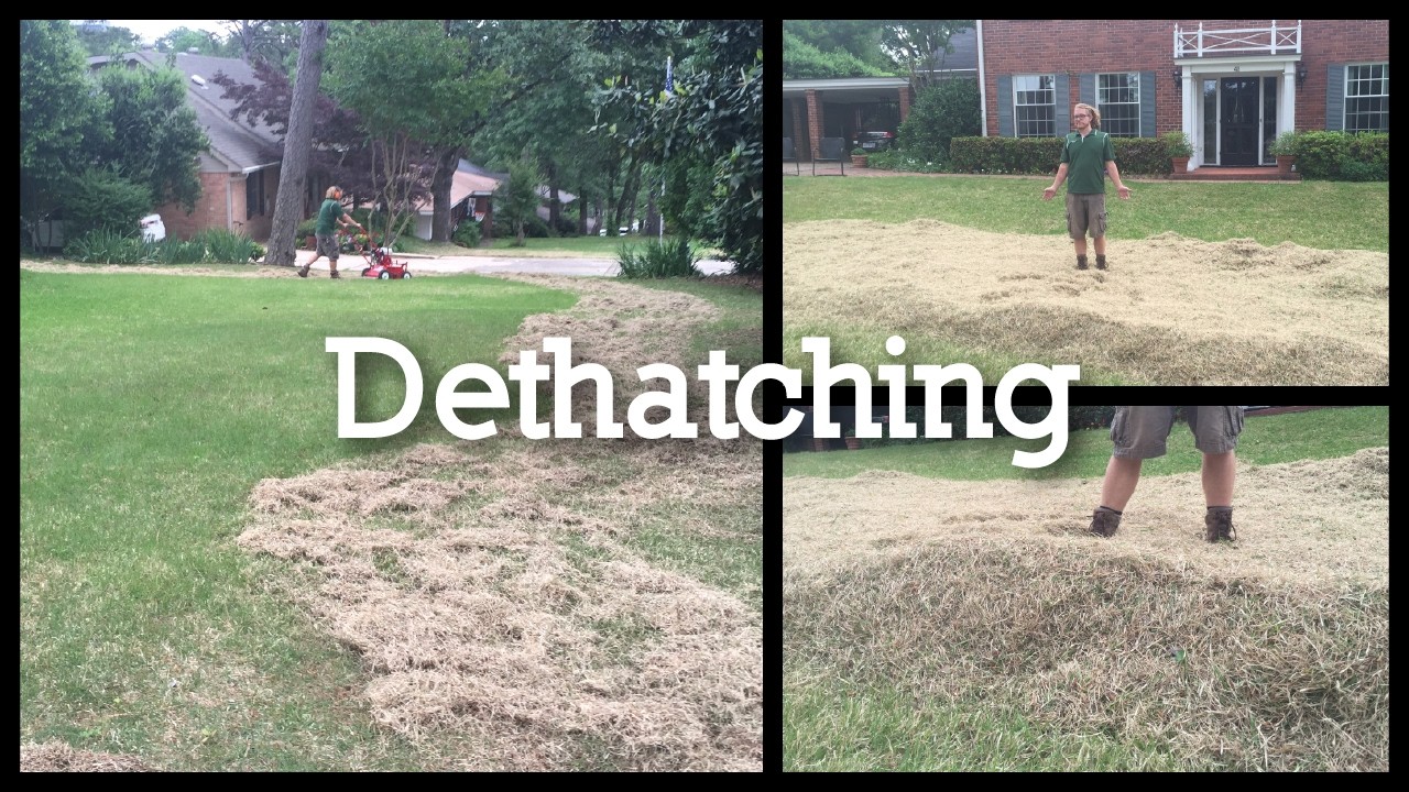 The Secret to a Perfect Zoysia Lawn: Low Mowing and Dethatching!