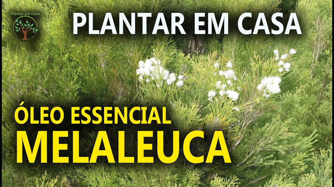 Melaleuca Corte para uso em Óleo Essencial no Sítio das Melaleucas