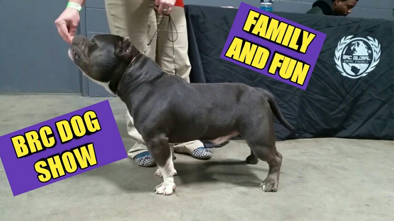 BRC dog show. ABKC an UKC Double Champion Goose own by NIKKI HOLCOMB Pocket