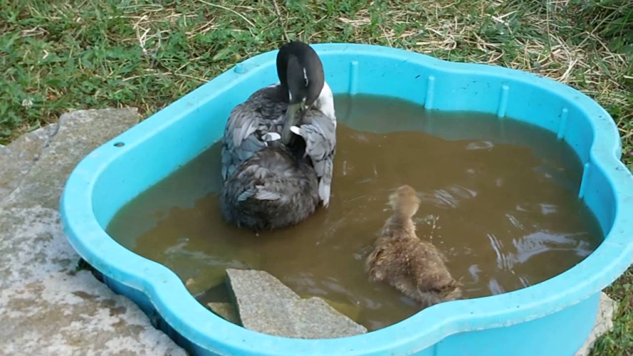 Gertrude et Pétard dans le bain