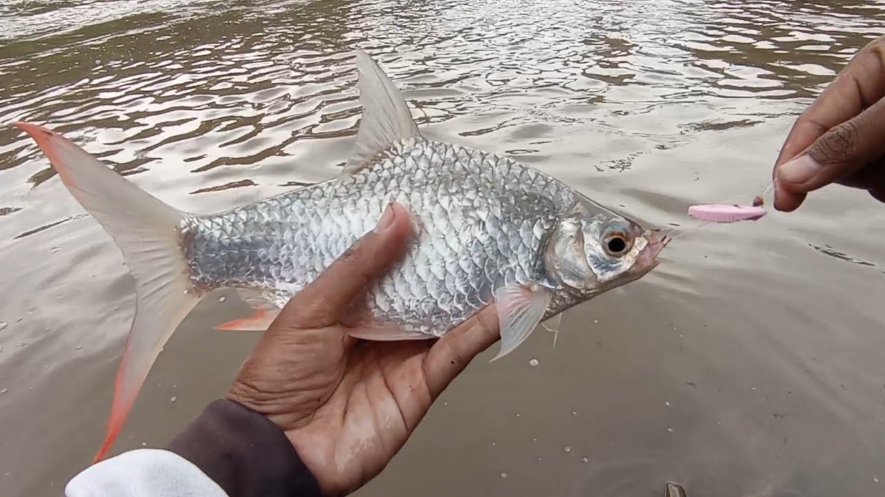 MENCOBA TEKNIK OMBYOK UNTUK MANCING TAWES SIRIP MERAH‼️