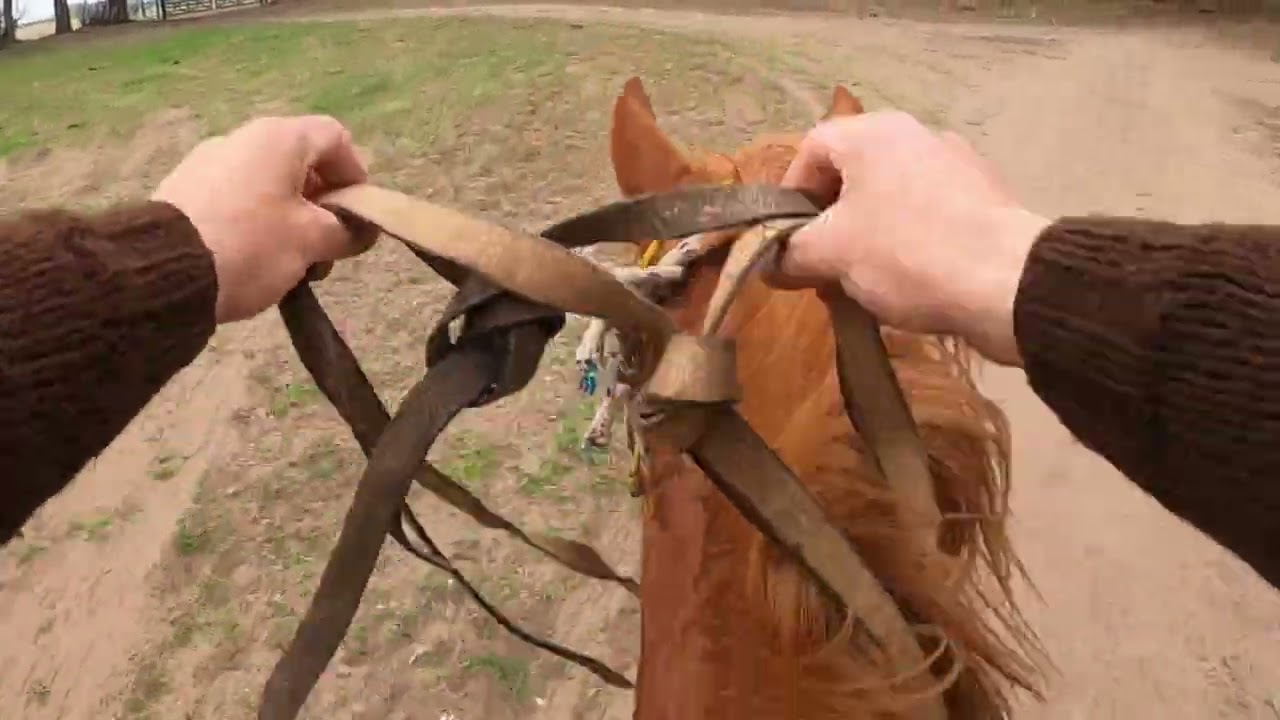 ‼️🛢️🐎sexto día de doma ‼️potra anotada para las Pruebas de Rienda 🛢️🛢️🐎