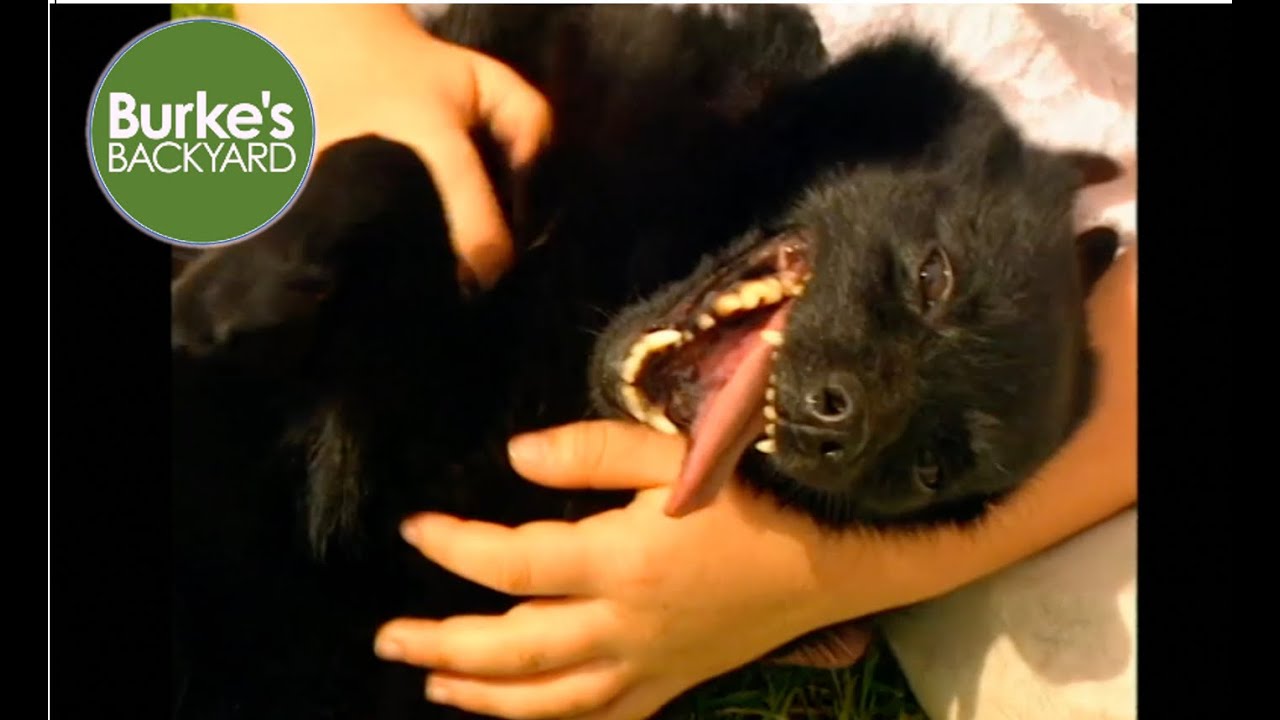 Schipperke Dog Road Test, Burke's Backyard