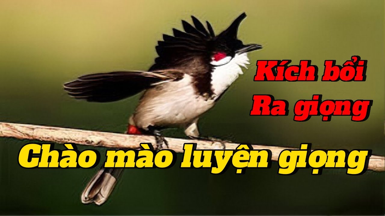 chào mào hót kích bổi | luyện bổi hót giúp chim căng lửa