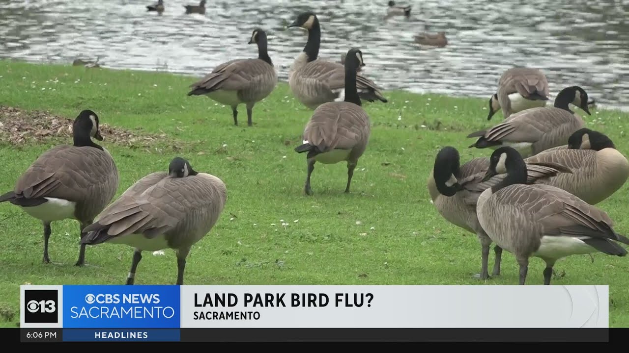 Wildlife officials test dead geese for avian flu found in Sacramento park