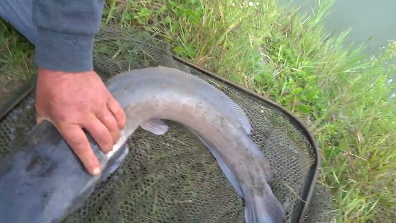 am prins somn cat mana pe balta cu plata(fish hunting)