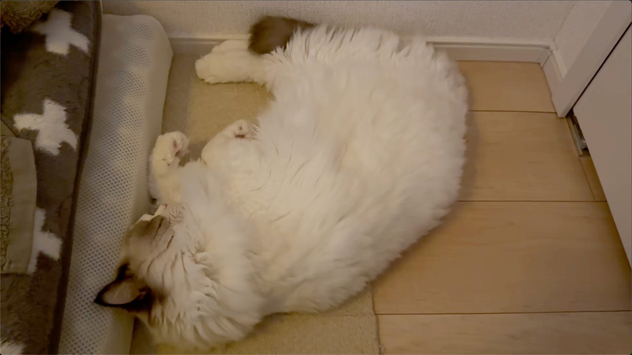 完全電池切れ!!なされるがままの猫はこちらです