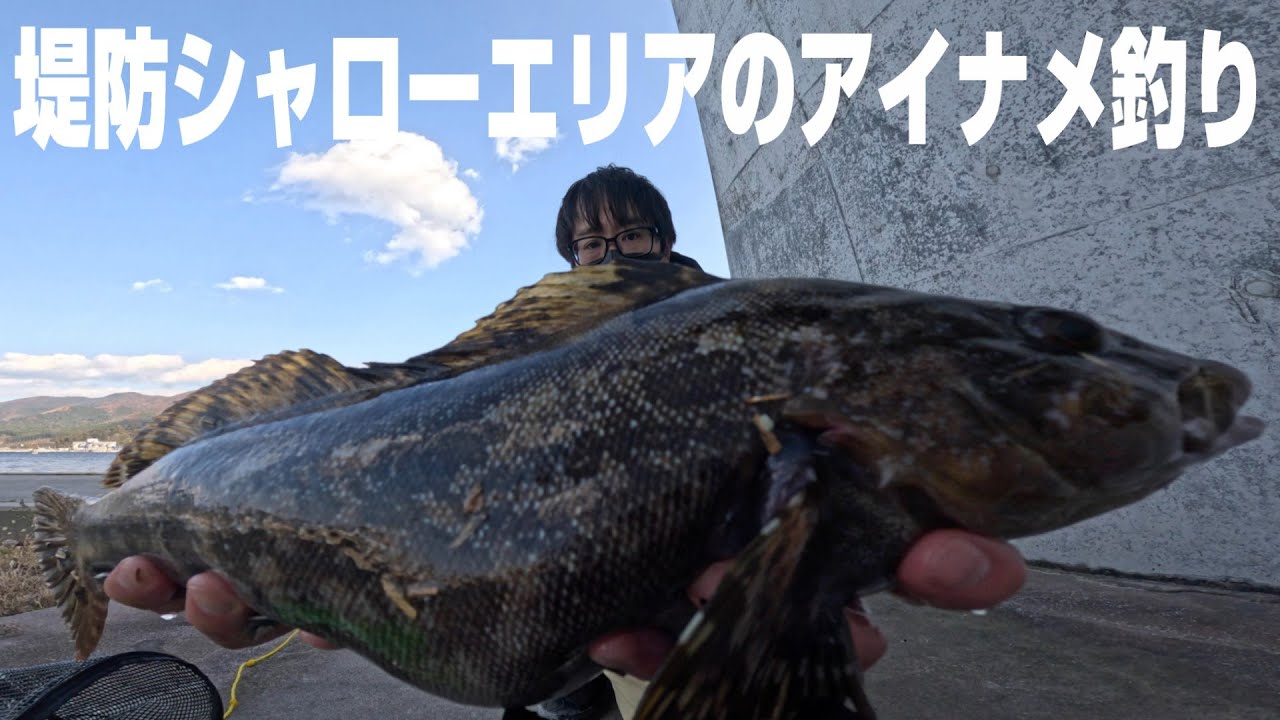 【アイナメワーム】浅場に大型アイナメが接岸してきたか新商品ワームを使って調査してきました！in三陸エリア