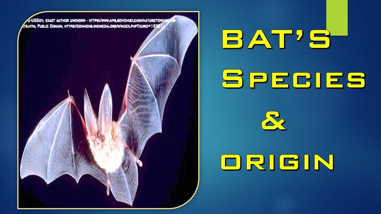 SPECIES OF BATS | (#21)