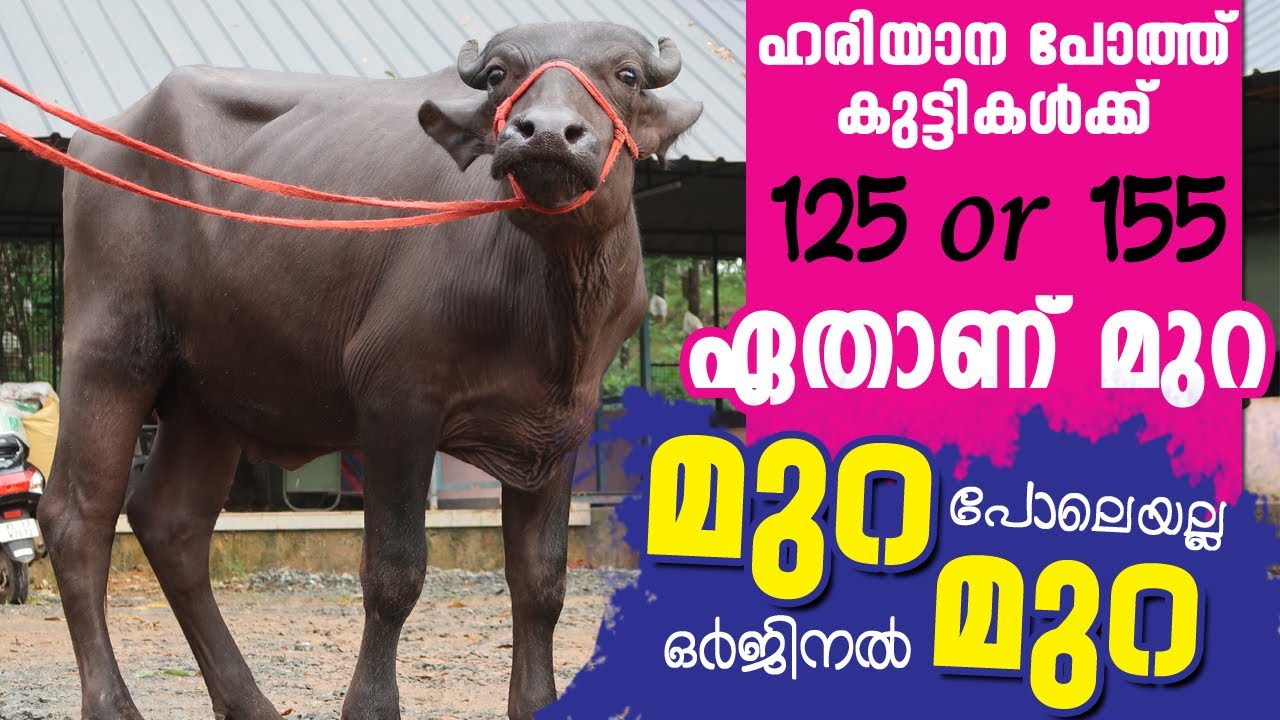 ഹരിയാന മുറ വിപ്ലവം | Maiden Murrah farm Custumer Review | Custumer About hariyana Murrah and other