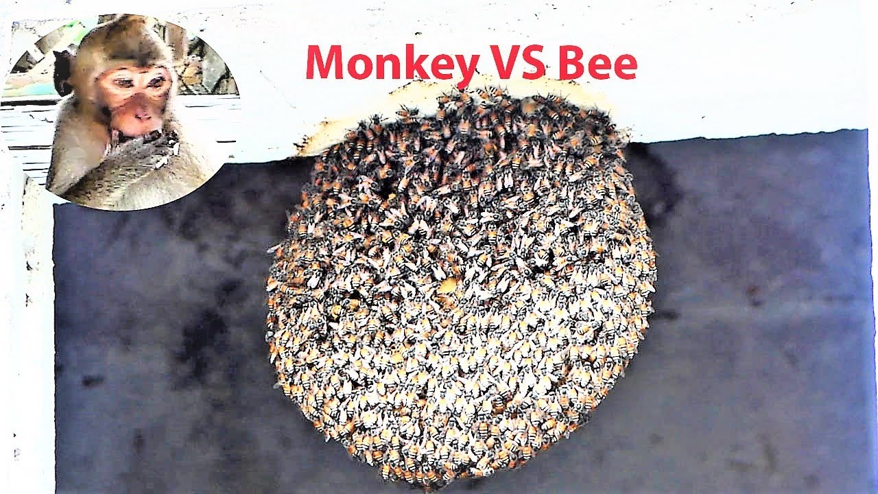 Wow...Cool! Animal Monkeys VS Bee, Baby Monkeys Try Looking at Bee Net