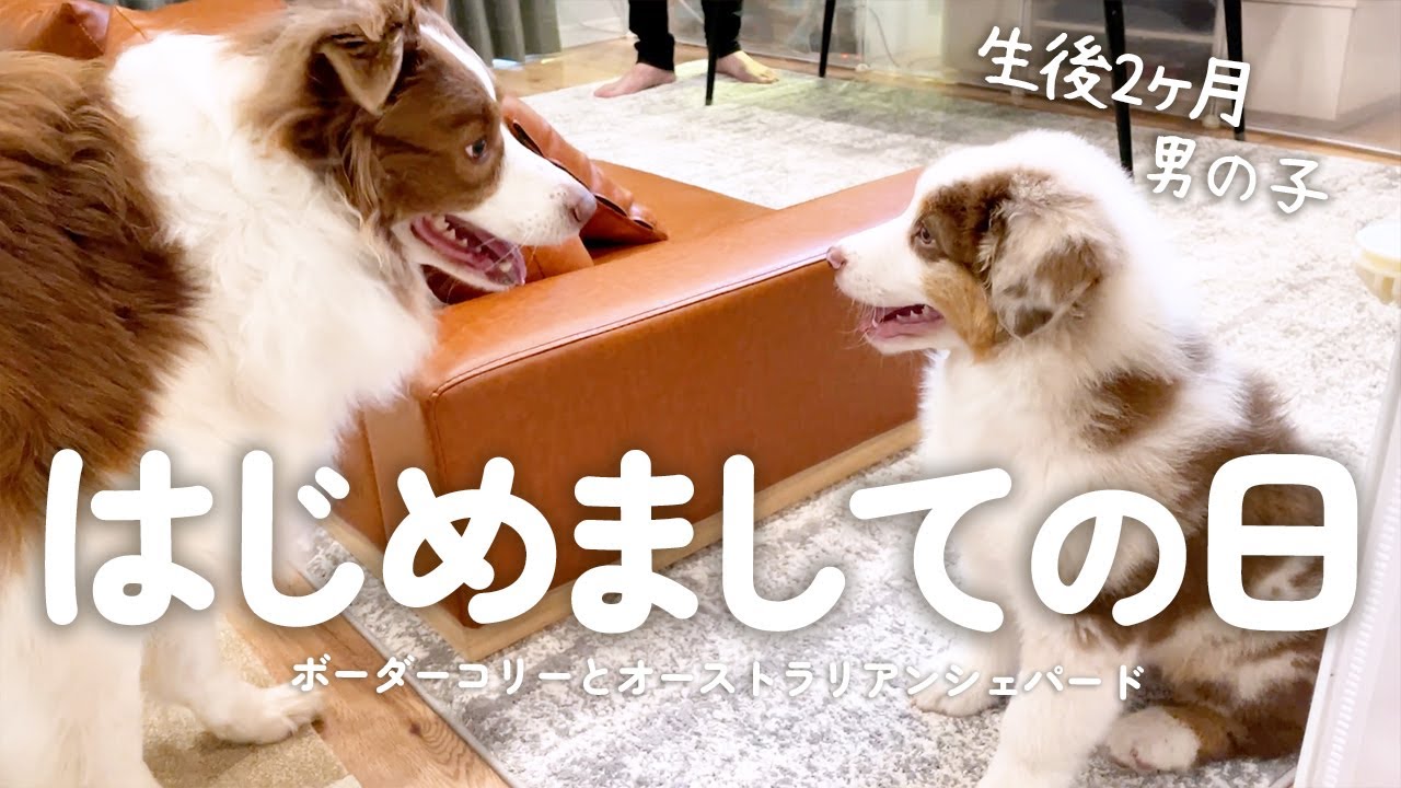 【お迎え初日】我が家に生後２ヶ月のオーストラリアンシェパードの子犬がやってきた！！【初対面】