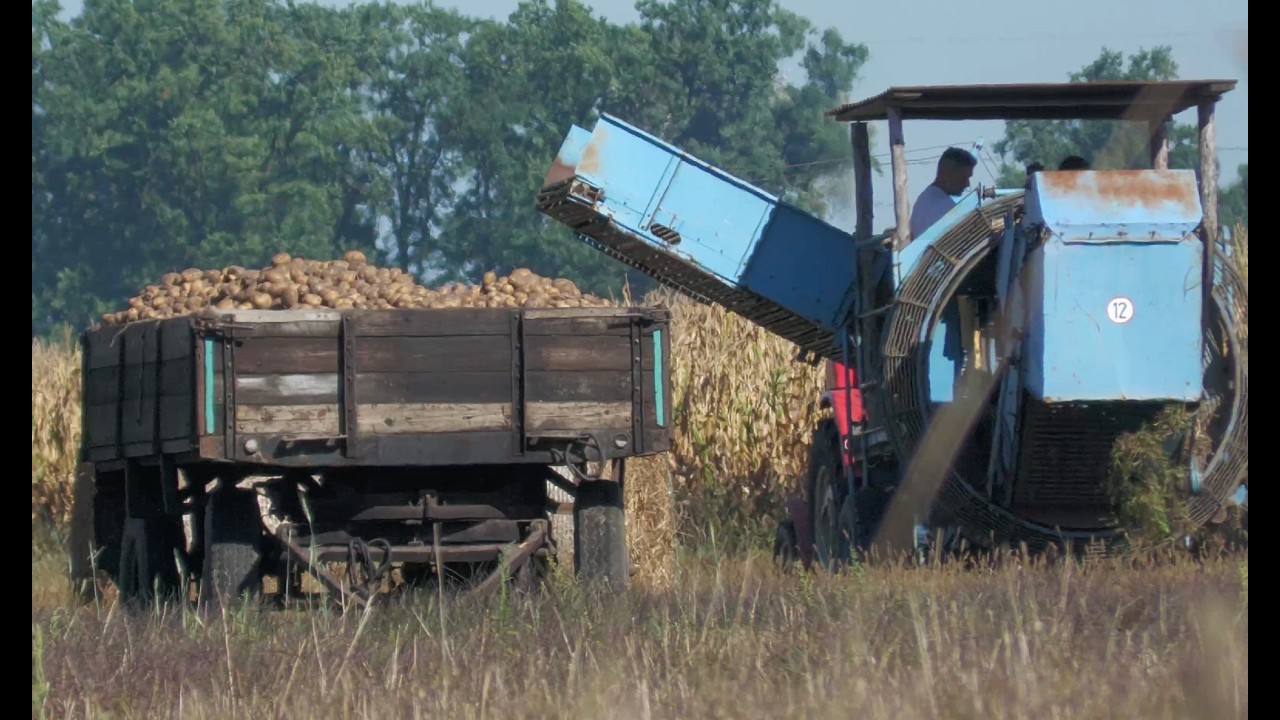 Potato harvest Poland 2025 