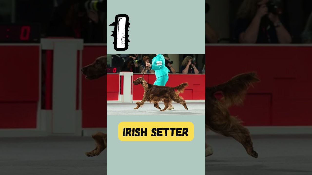 Inquisitive Pups ABCs|'I' for Irish Setter|Dog Names Series for Kids |#abcd #kids#viralvideo#shorts
