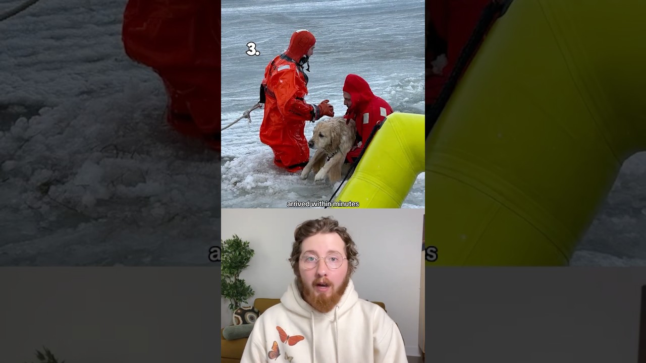 Top 5 Dogs of the Week