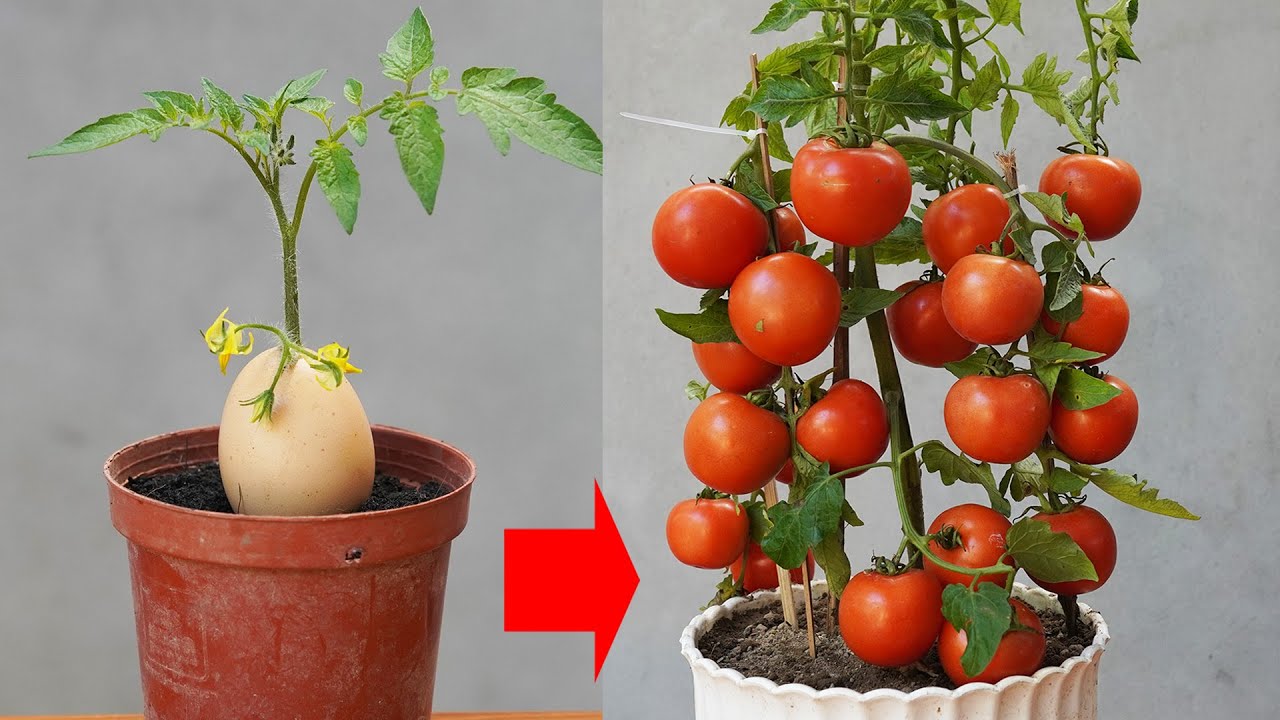2 Effective Ways To Grow Tomatoes By Cuttings