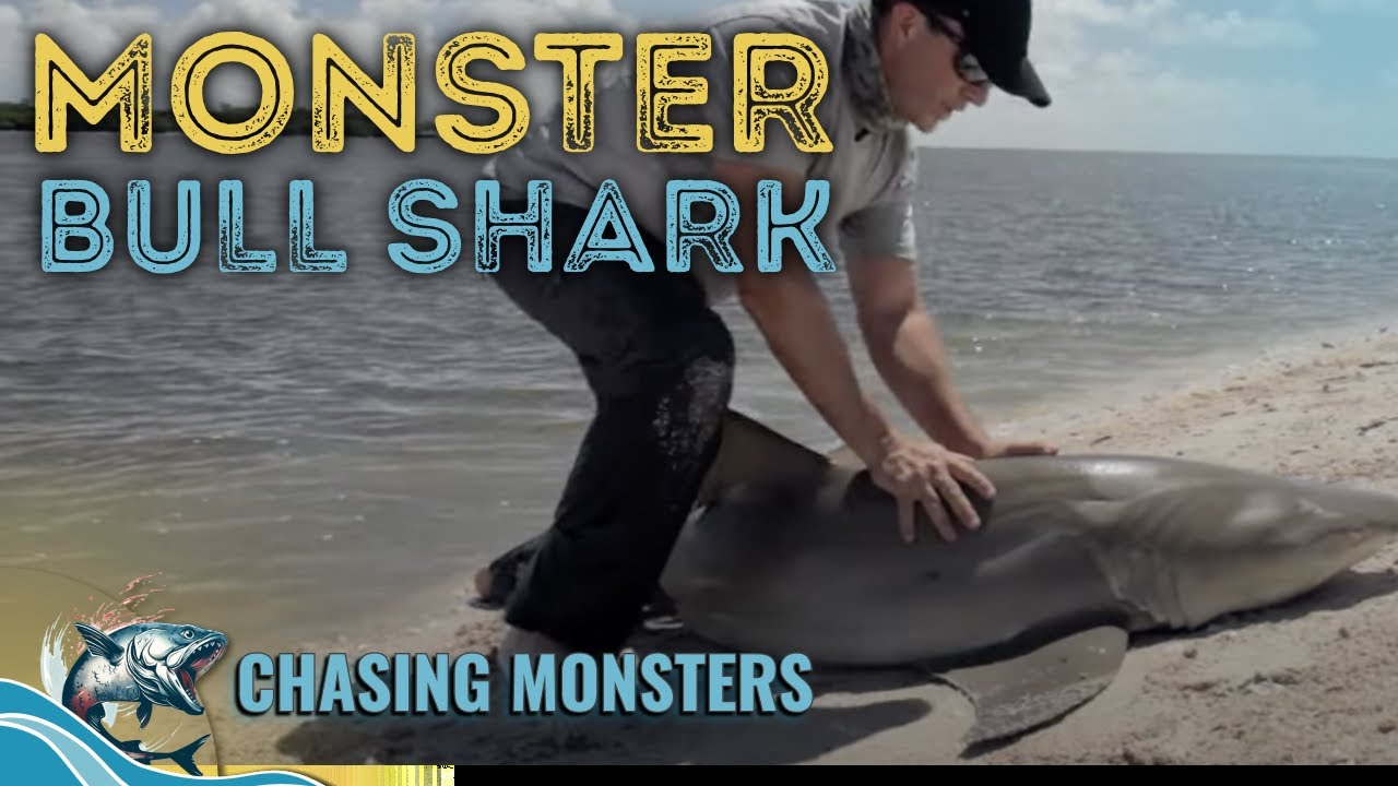 Catching a BULL SHARK! 🦈 - Chasing Monsters - Fishing Show