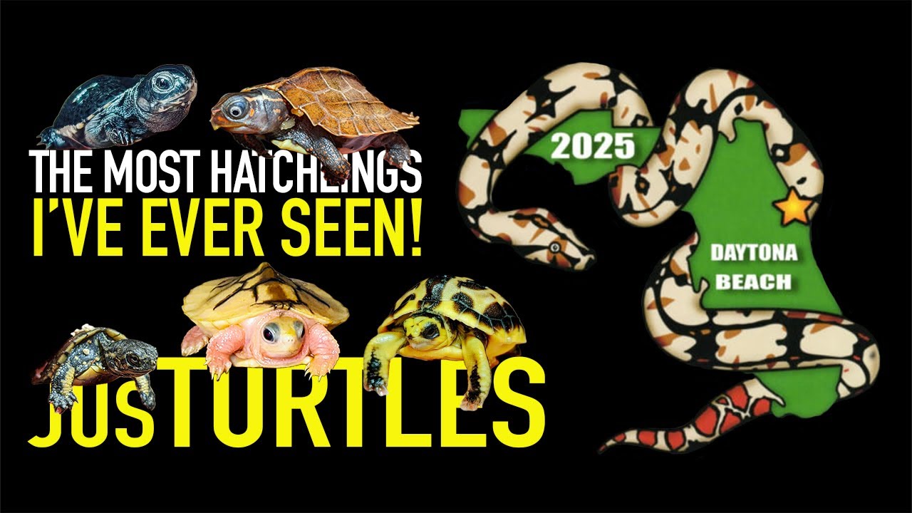 The Best Turtle Expo... And It's Not Even Close