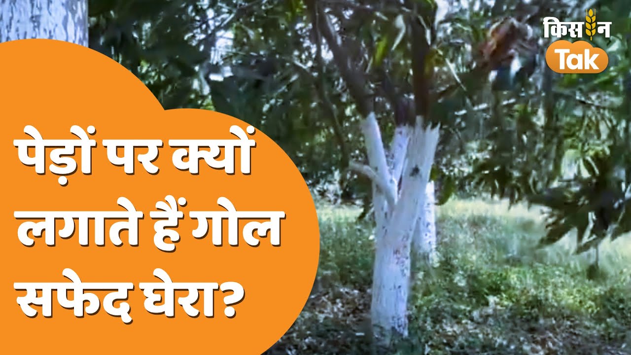 क्या आप जानते हैं पेड़ों पर क्यों लगाए जाते हैं सफेद गोल घेरे, ये है कारण | Kisan Tak