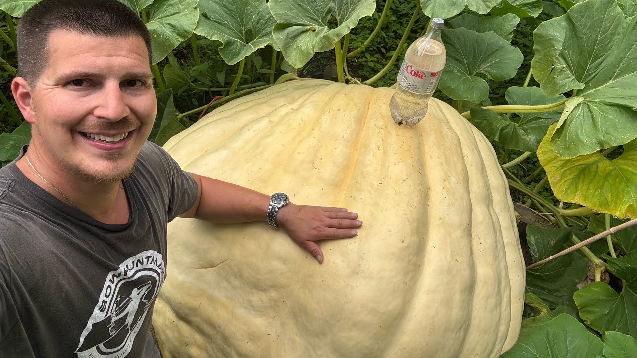 Ep 24 Giant pumpkin season 2025: 1000lbs is within reach! Hang on Cardinal!! #gardening #giantfruit 