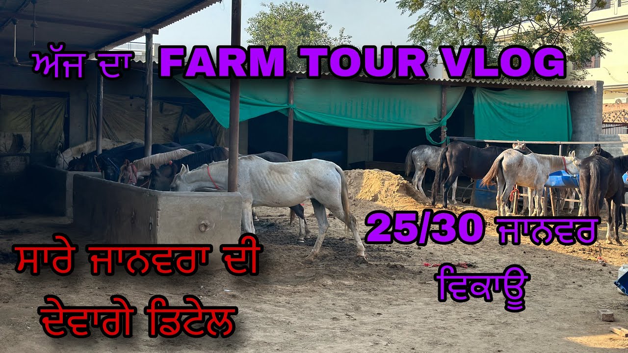 ਇੱਕ ਨਿੱਕੀ ਮੰਡੀ ਦਾ ਮਹੋਲ ਘਰੇ ਹੀ ਬਣਿਆ ਪਿਆ ਰੇਜ 30 ਹਜਾਰ ਤੋ ਸੂਰੂ ॥