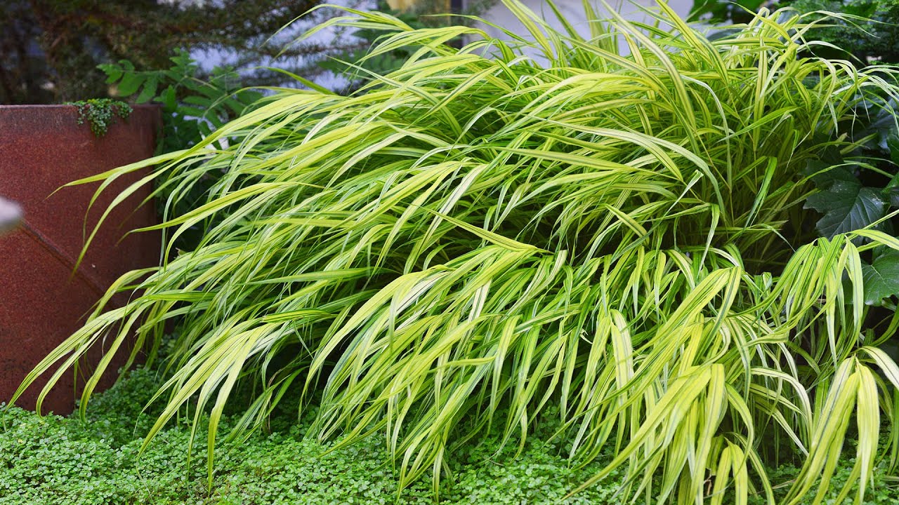 Japanese Forest Grass (Hakonechloa macra)
