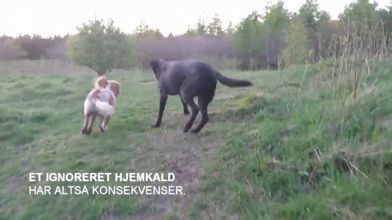 hjemkald med flok - ONLINE HUNDETR&AElig;NING MED SANNE OG ANNE