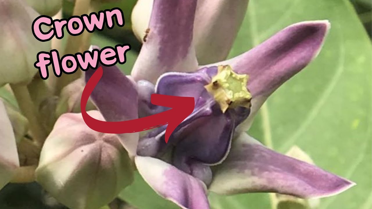 CROWN FLOWERS OR MILK WEED, a very common weed in India! Calotropis gigantea. #wildplant #plantlover
