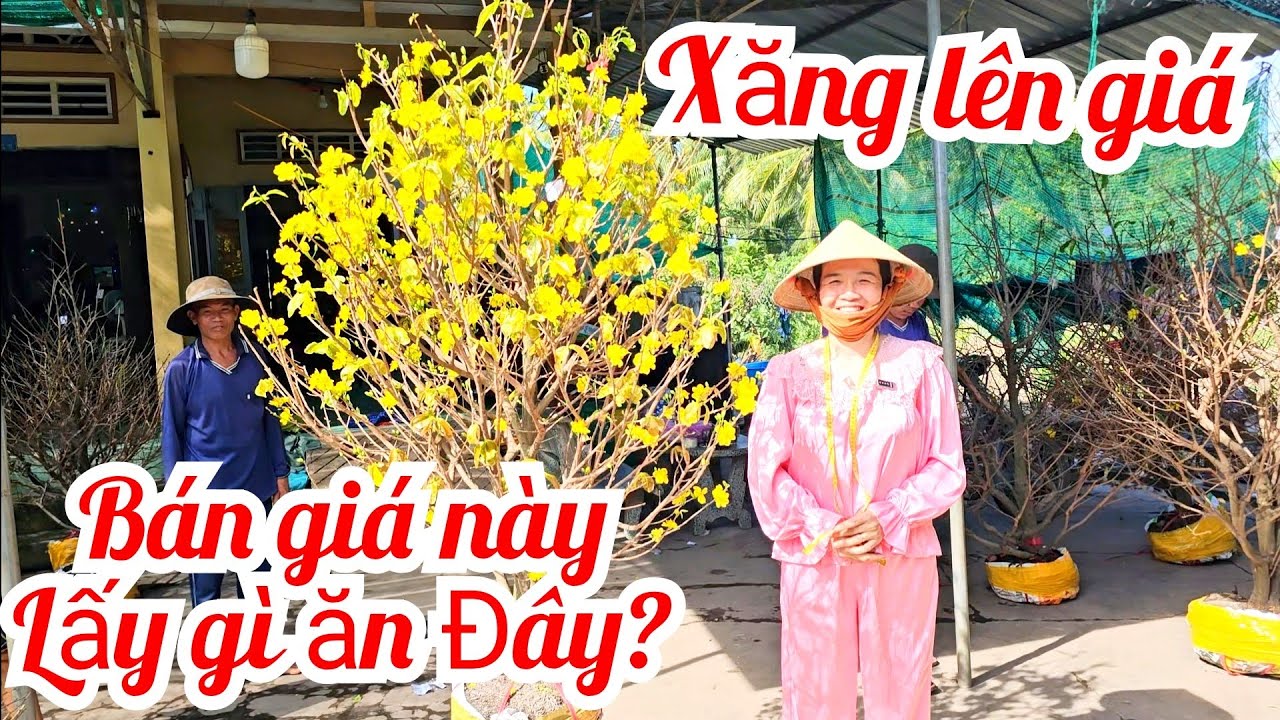 Thi 📲 0336966537 Giá siêu rẻ! Mai giảo Thủ Đức 10/3 Bến Tre (@Mai vàng Quê dừa)