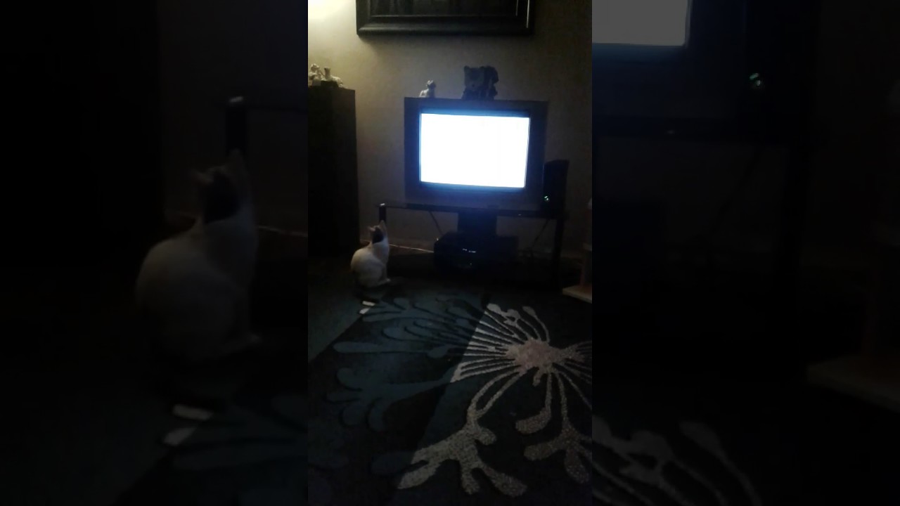 My cat is playing with the tv.