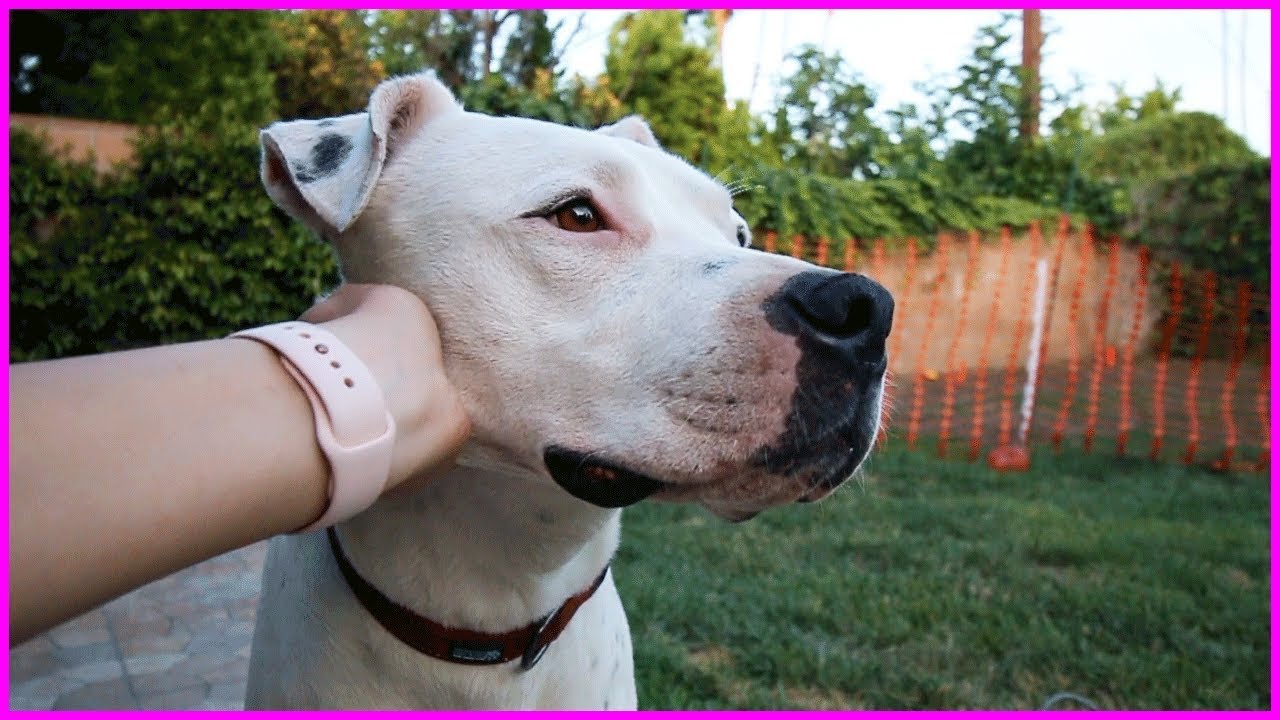 Meet My New Dog!