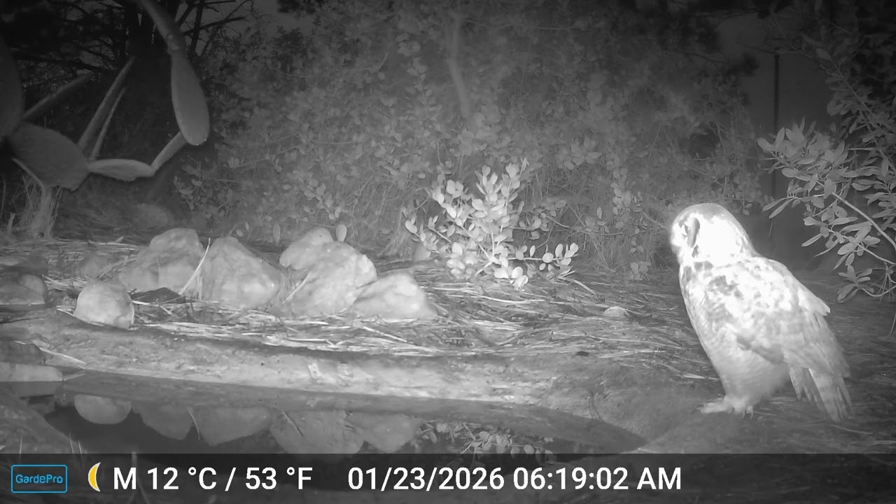 Torrey Trail Cam | Great Horned Owl at Torrey Pines | January 2026