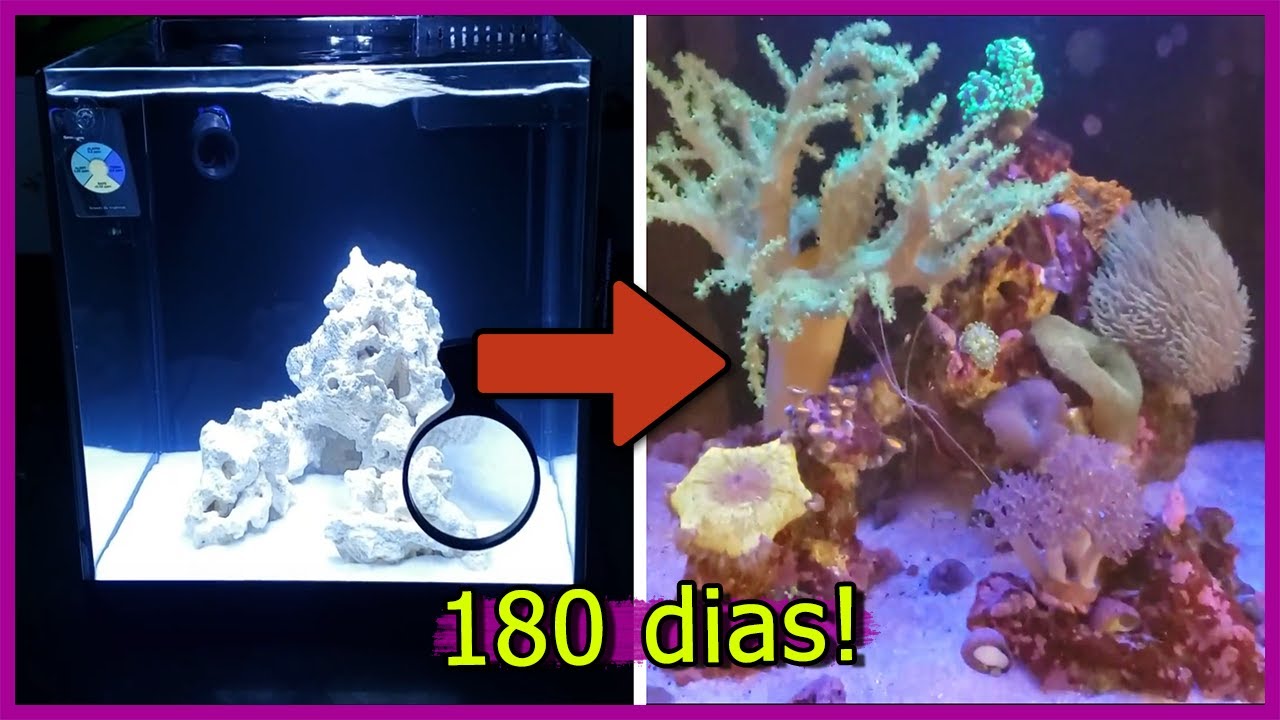 Evolução do Aquário Marinho Barato em 180 DIAS!