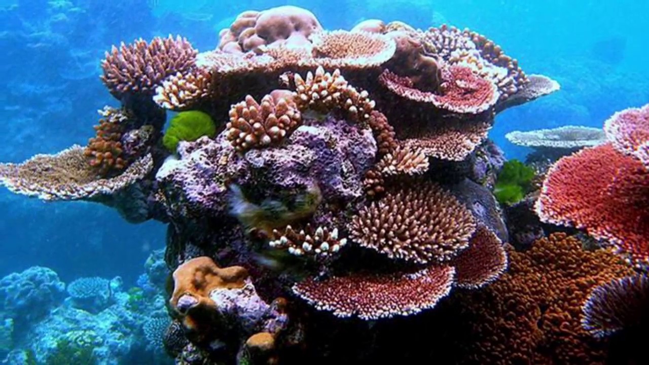 Spread the word and save the reef!