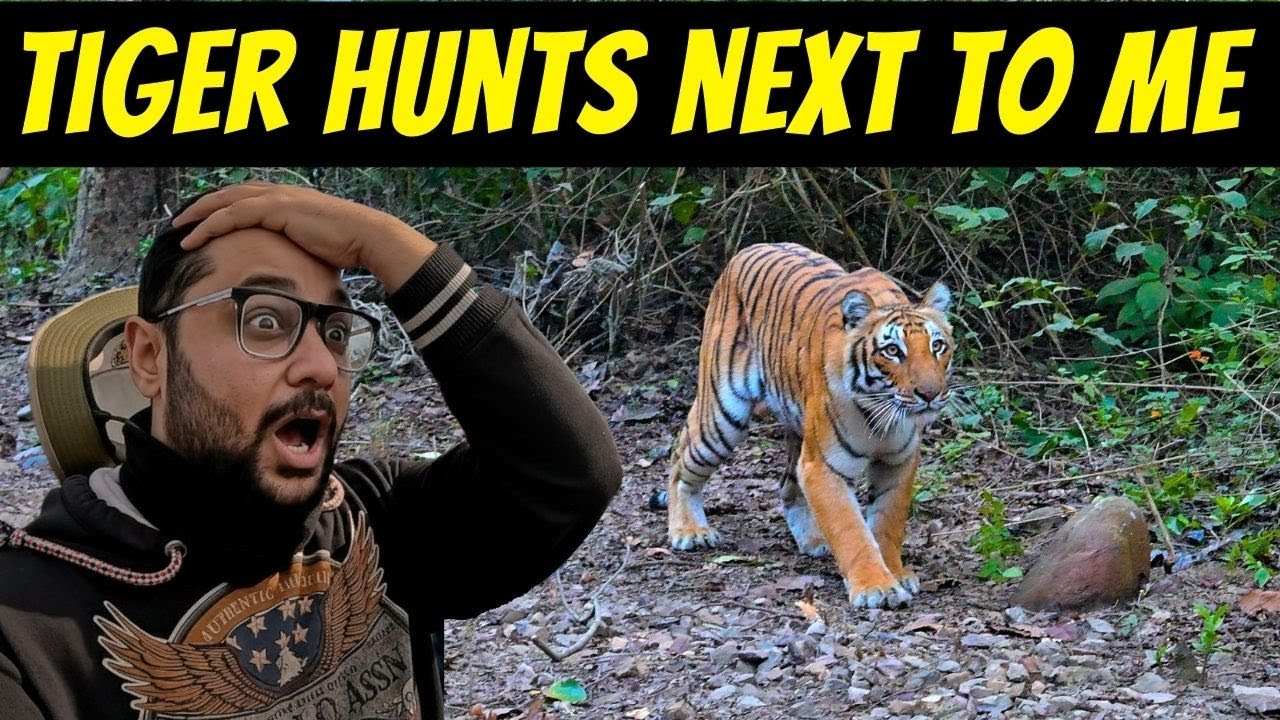 GYPSY KI AADH MEIN TIGER NE KIYA HUNT | TIGER ATTACK CAUGHT ON CAMERA IN DHIKALA JIM CORBETT