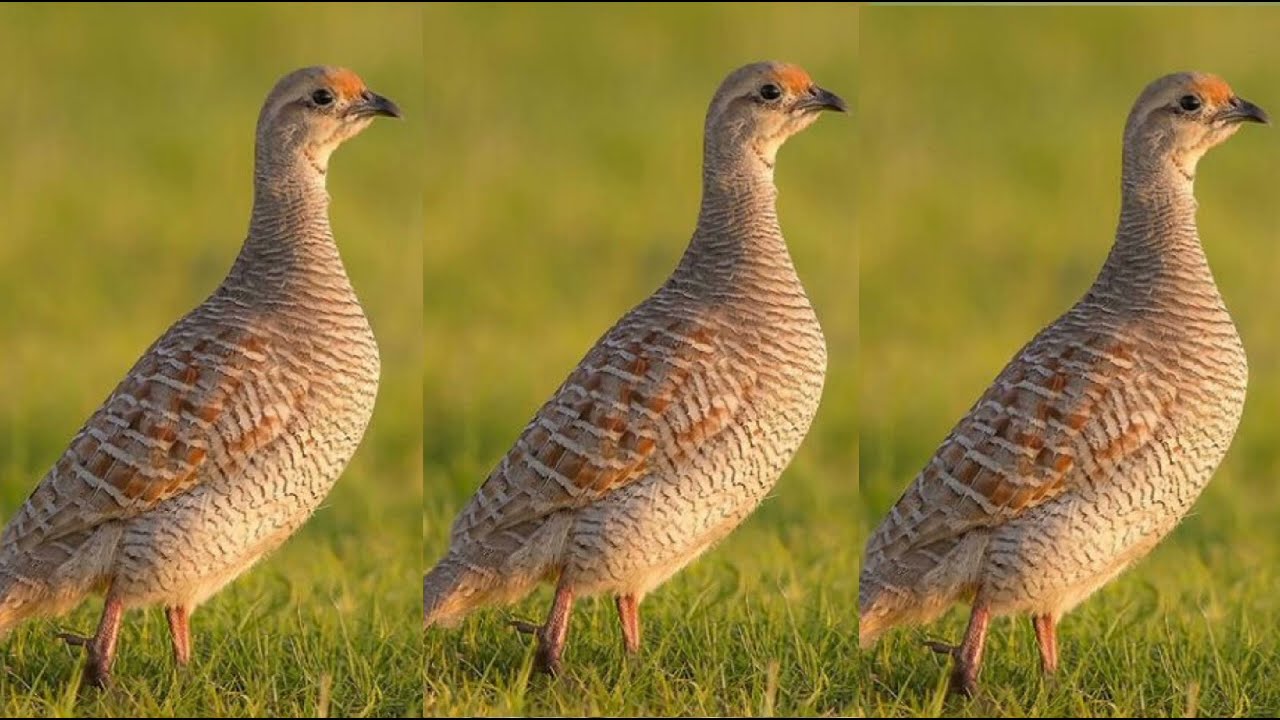 May 23, 2025  teetar ki awaaz. Female teetar. Mada ki awaaz 🌿🍃#birds #wildlife